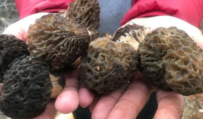 Akseki'de Kuzugöbeği Mantarı Sezonu Erken Başladı