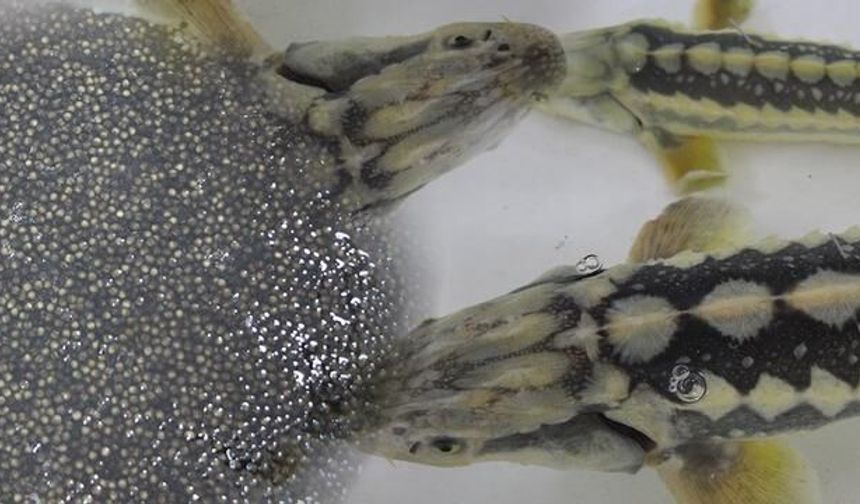 Amasya'da Üretilen Mersin Balıkları Karadeniz'e Salınıyor