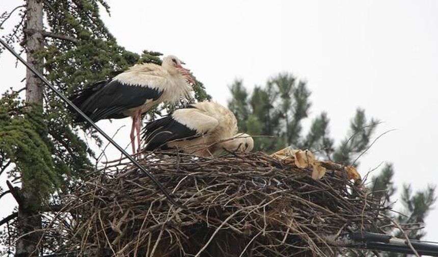 Amasya'nın Saygılı Köyü Leyleklere Ev Sahipliği Yapıyor
