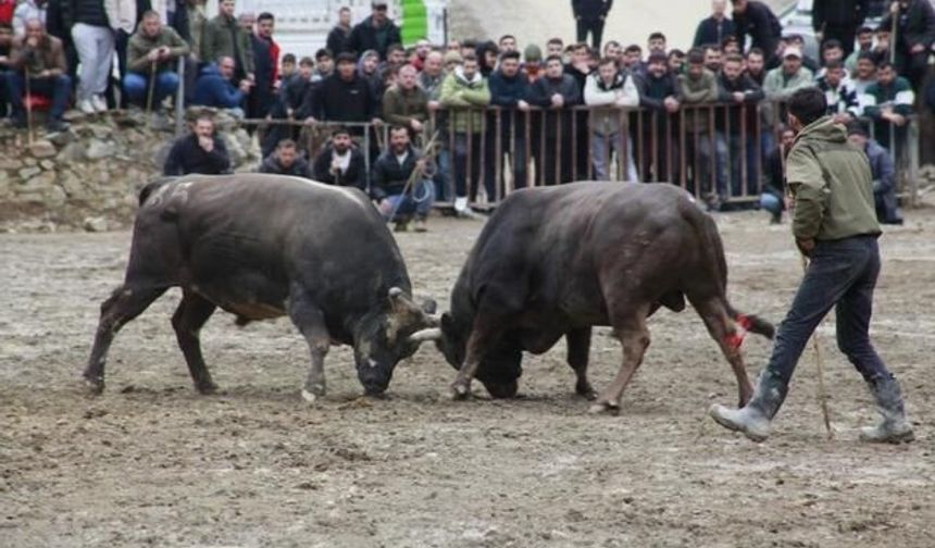 Artvin Sarıgöl'de 31. Boğa Güreşleri Sezonu Başladı