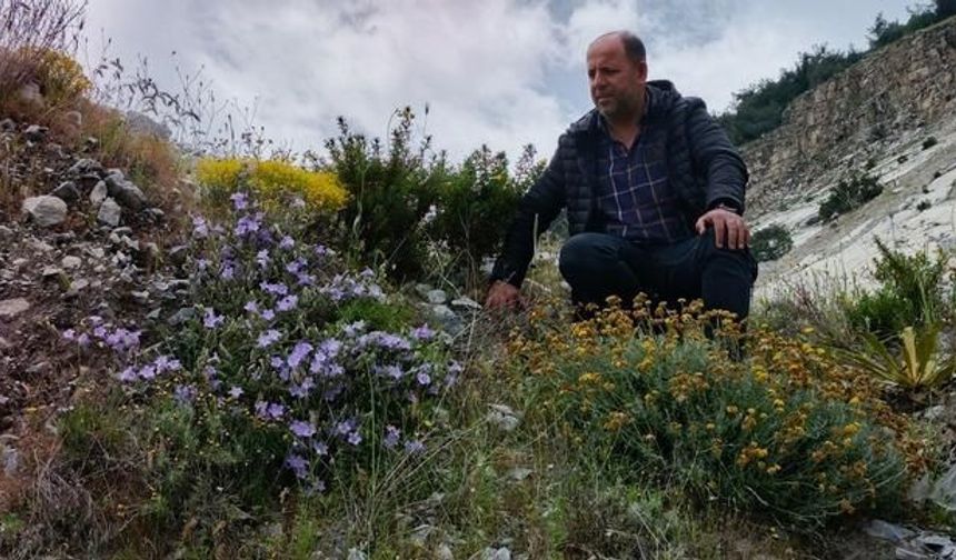 Aydın'ın Sazlı Mahallesi'nde Yetişen 'Küçük Çan' Bitkisi Yok Olma Tehlikesiyle Karşı Karşıya