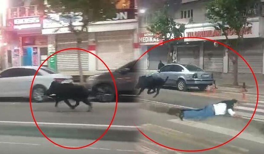 Batman'da Yaban Domuzu Şehir Merkezinde 3 Kişiye Saldırdı