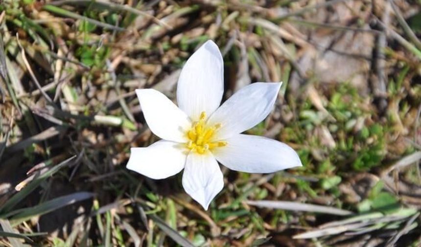 Bitlis Hizan'da Baharın Simgesi Çiğdemler Doğayı Renklendirdi