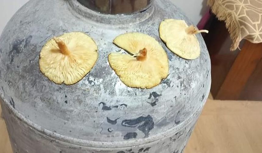 Diyarbakır Çüngüş'te Doğal Mantar Bereketi Başladı