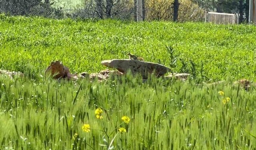 Diyarbakır'da Nesli Tehlike Altında Olan Kızıl Sincap Çağla Yerken Görüntülendi