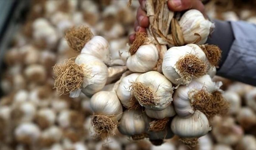 Dünyanın En İyi Sarımsakları Açıklandı: Türkiye'den İki Çeşit İlk Beşte