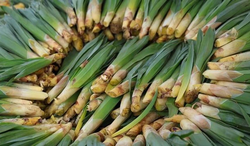 Elazığ ve Tunceli Dağlarından Toplanan Çiriş Otu Tezgahlarda Yerini Aldı