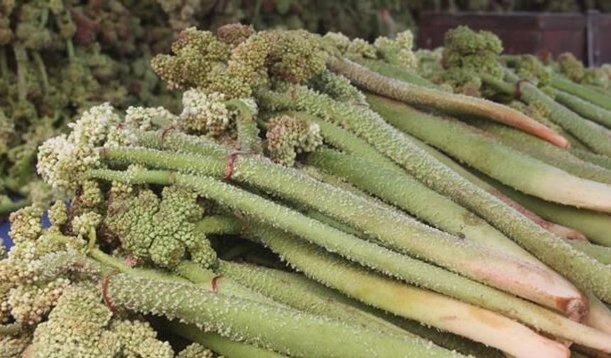 Erzincan'da Yayla Muzu Talebi Artıyor