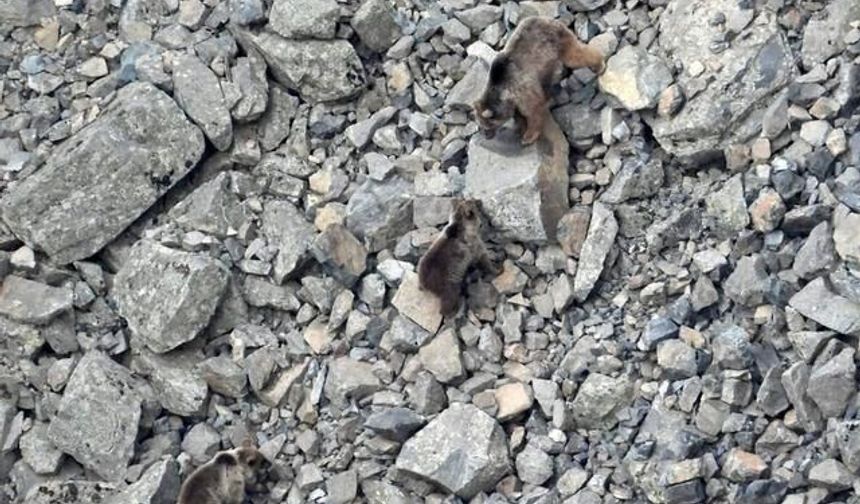 Erzurum İspir'de Kış Uykusundan Çıkan Ayı Ailesi Kamerada