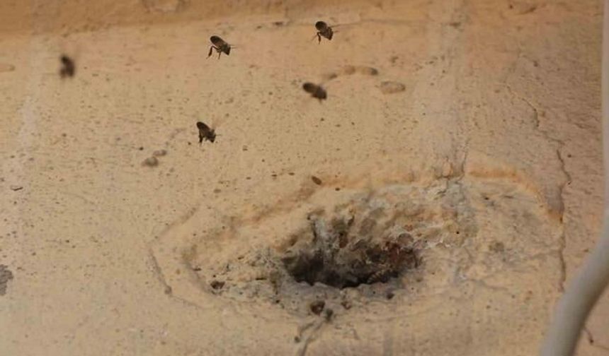 Hatay'da Mahalledeki Bal Arıları Çocukların Taş Atmasıyla Kısa Süreli Kızgınlık Yaşadı