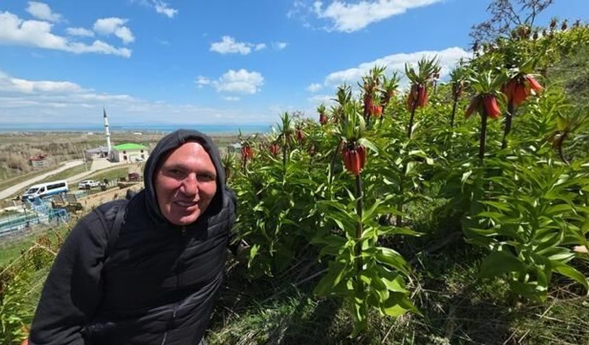 İngiltere'den Van'a Gelenler Ters Lalelerin Güzelliğine Hayran Kalıyor