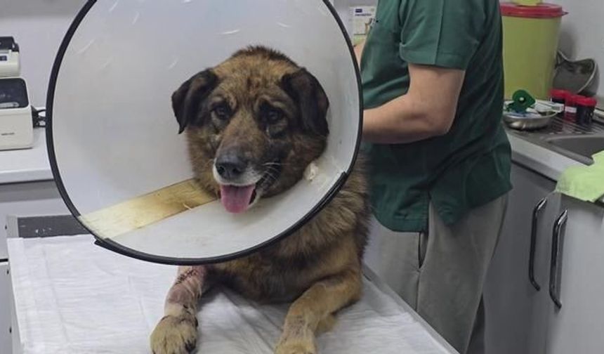 Kilimli'de Havlama Nedeniyle Vurulan Köpek Hayata Döndü