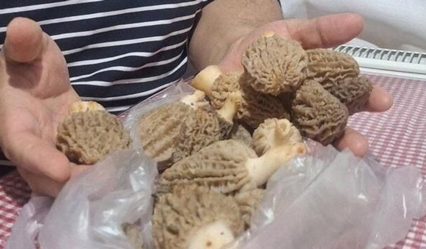 Manisa'da Doğal Olarak Yetişen Kuzugöbeği Mantarı Sofraları Süslemeye Başladı