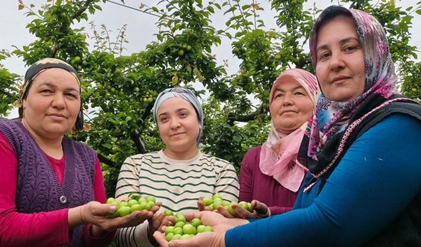 Mersin Silifke'de Erik Hasadı Başladı, Fiyatlar Düşüşte