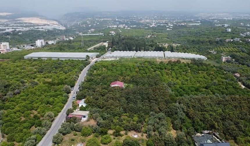 Mersin'de Malta Eriği Hasadı Başladı: İç Pazar 50-100 TL, İhracatta 4 Dolar