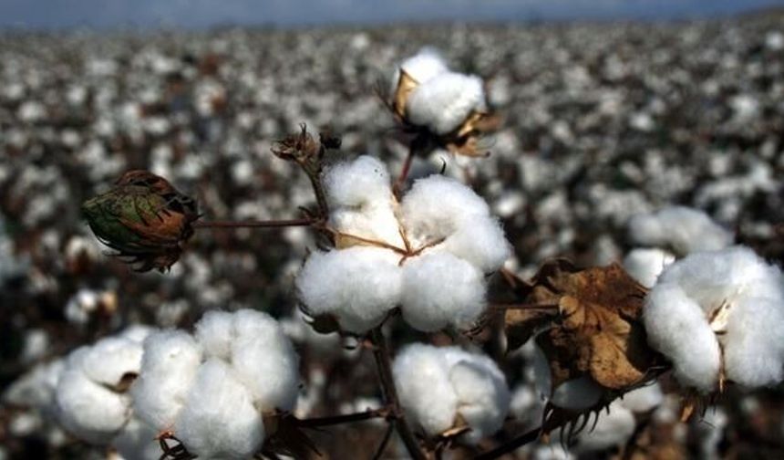 Pamuk Fiyatları Jeopolitik Gerilimlerle Yükselişte