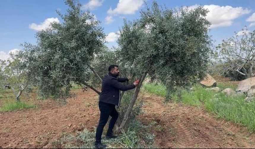 Şanlıurfa'da Zeytin Üreticilerine Bahar Bakımı Uyarısı