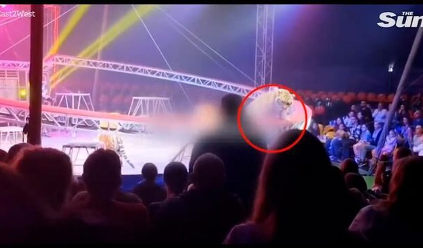 Sirk Gösterisinde Güvenlik Ağı Çökünce Kaplan Seyirci Alanına Girdi