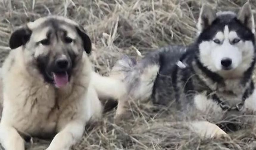 Sivas'ta Kangal ile Sibirya Kurdu Arasındaki Dostluk Gündem Oldu