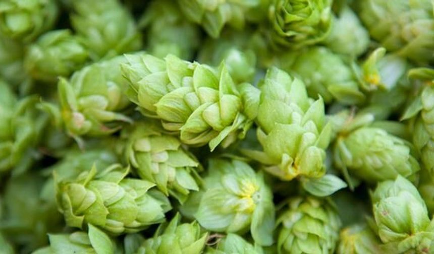 Türkiye'de Değersiz Görülen Şerbetçi Otu Filizleri Avrupa'da Lüks Sofralarda