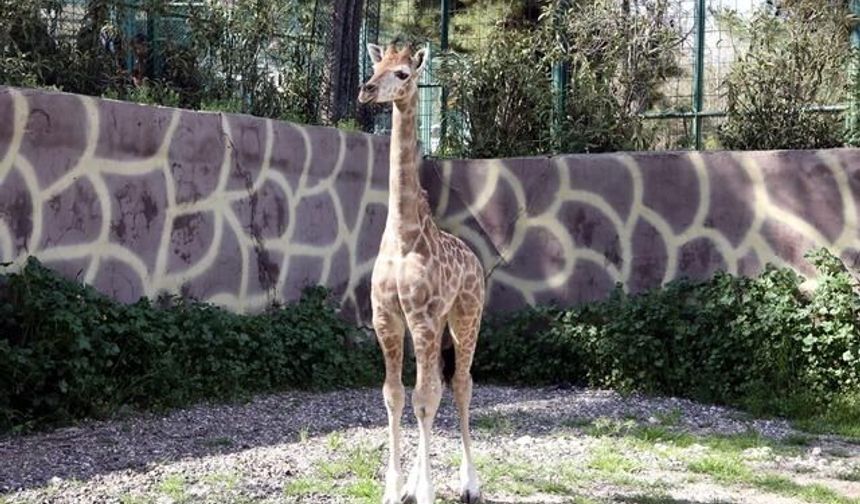 Türkiye'de Doğan İlk Zürafanın İsmi Anketle Belirlenecek