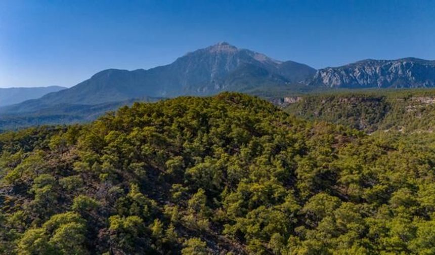 Türkiye'nin En Yeşil İlleri Açıklandı: Rize ve Trabzon Listenin Dışında Kaldı