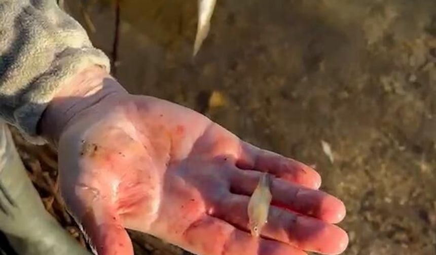 Abant Gölü'nde Yakalanan Alabalığın Karnından Çok Sayıda Küçük Balık Çıktı