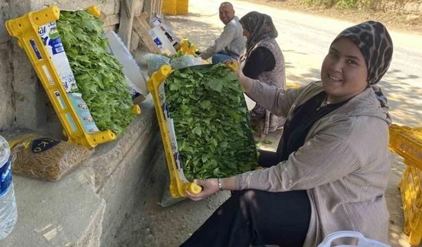 Alaşehir'de Asma Yaprağı Üreticinin Yeni Gelir Kaynağı Oldu