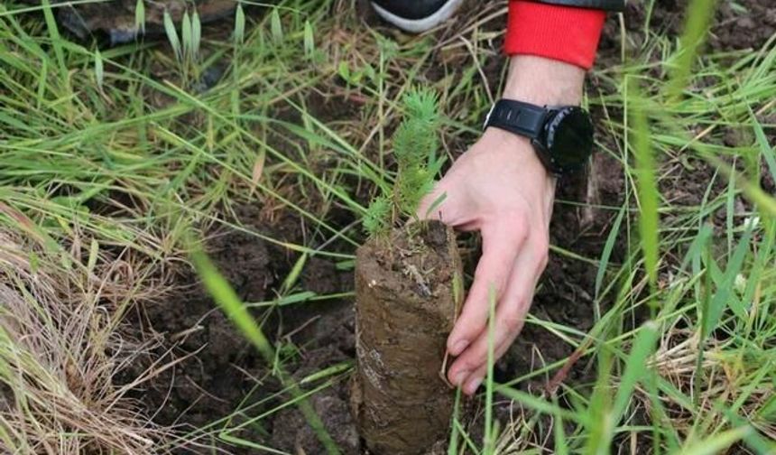 Aliağa Çoraklar'da Bin Fıstık Çamı Fidanı Toprakla Buluştu