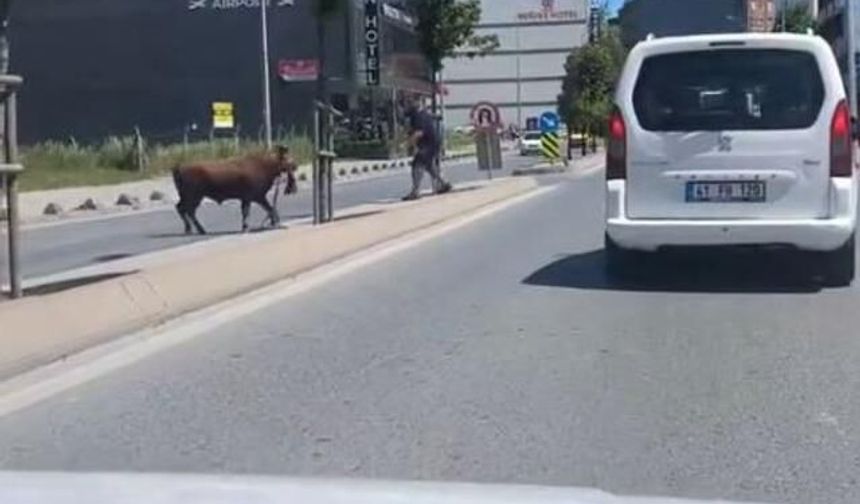 Arnavutköy'de Kaçan Kurbanlık Dana Sokakları Karıştırdı