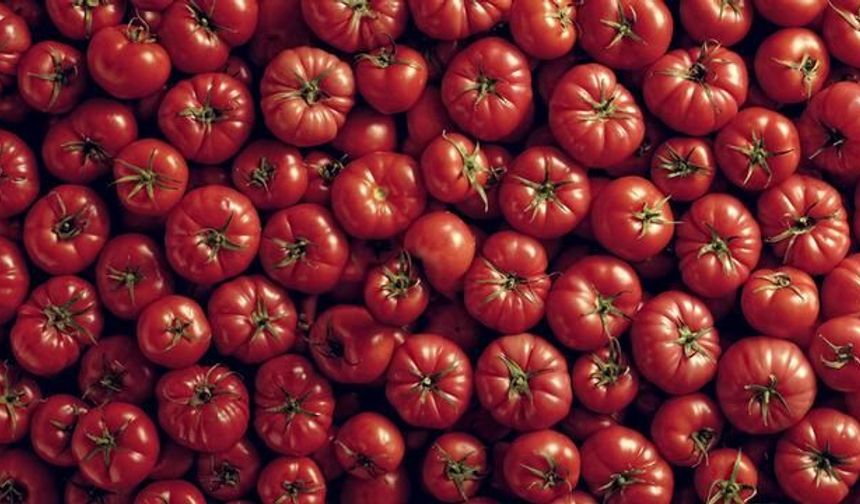 Ayaş Domatesi Dünyanın En İyi 10 Domatesi Arasında Yer Aldı