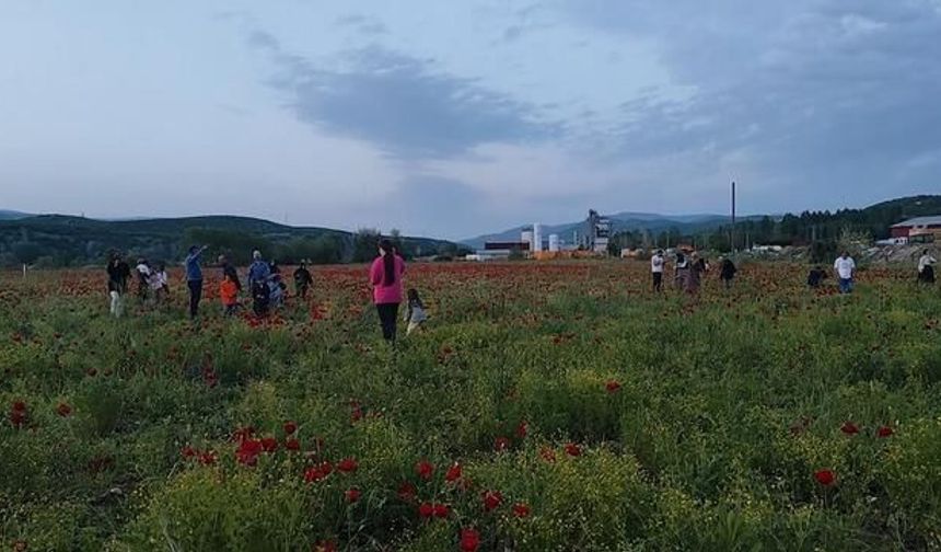 Bingöl'de Doğal Gelincik Tarlası Bayram Dönüşçülerinin Durağı Oldu