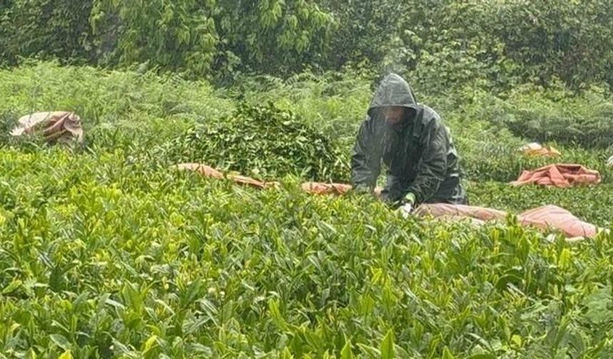 Doğu Karadeniz'de Yağmura Rağmen Çay Hasadı Devam Ediyor