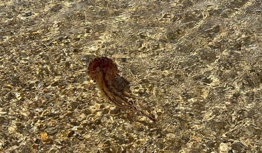 Enez Altınkum Plajı'nda Zehirli Pusula Denizanası Görüldü