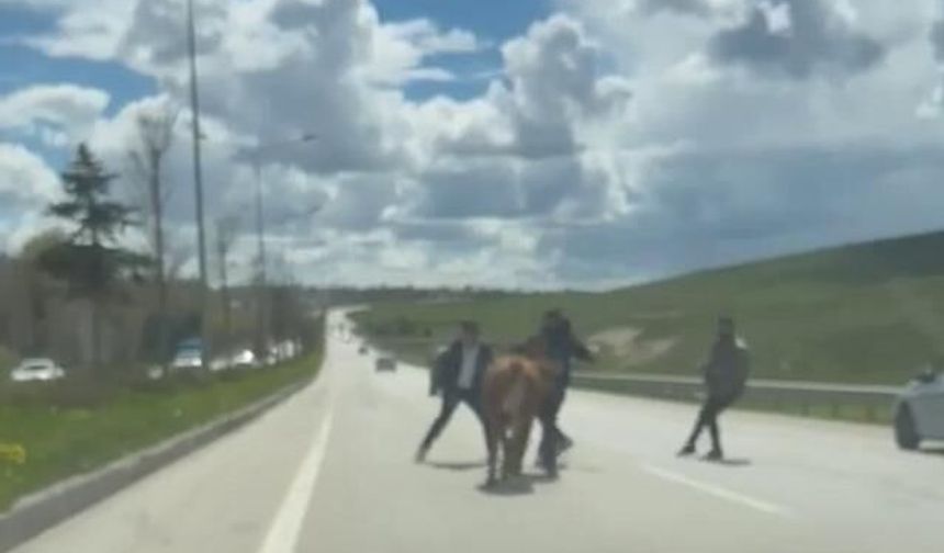 Erzurum'da Kurbanlıkların Kaçışı Trafikte Aksamalara Neden Oldu