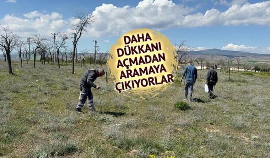 Eskişehir'de Dolaman Mantarı Arayışı Sürüyor