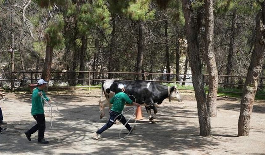 Gaziantep'te Kurban Bayramı İçin 'Kurban Yakalama Timi' Kuruldu
