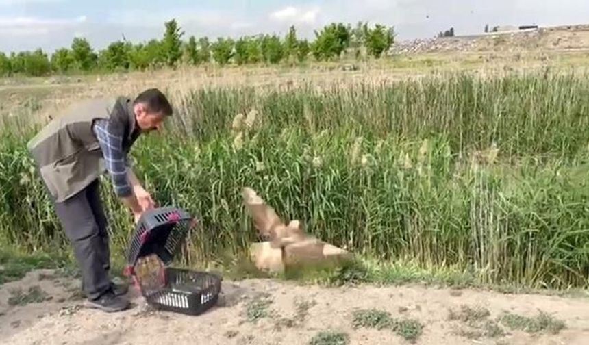 Iğdır'da Yaralı Şahin Tedavi Edilerek Doğaya Salındı