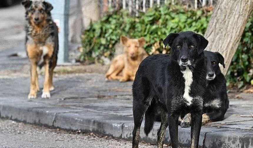 İstanbul Valisi Davut Gül: Sahipsiz Hayvanlar Kontrol Altına Alınıyor
