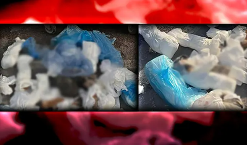 İzmir'de 33 Kedinin Ölümüyle İlgili Veteriner Hekim Gözaltına Alındı