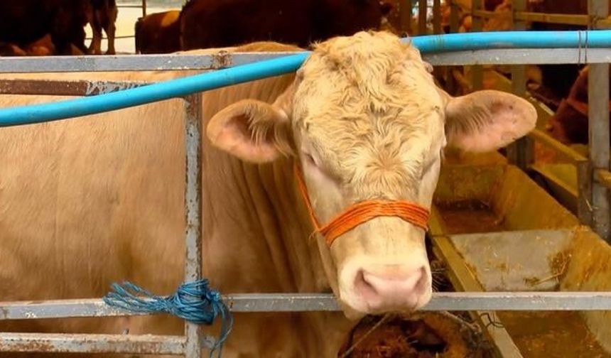 Kurban Bayramı Öncesi Büyükçekmece Hayvan Pazarında Satışlar Devam Ediyor