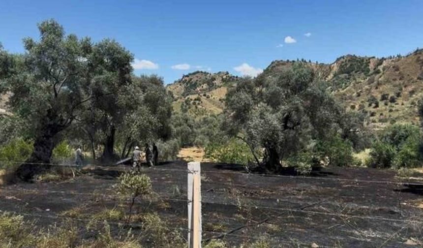 Nazilli'de Zeytinlikte Çıkan Yangın Kısa Sürede Kontrol Altına Alındı