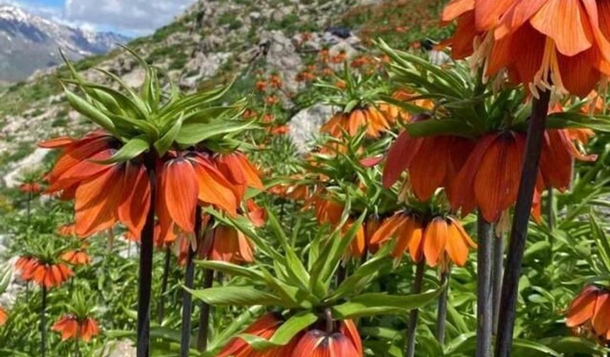 Siirt'in Yüksek Kesimlerinde Ters Laleler Görsel Zenginlik Oluşturdu