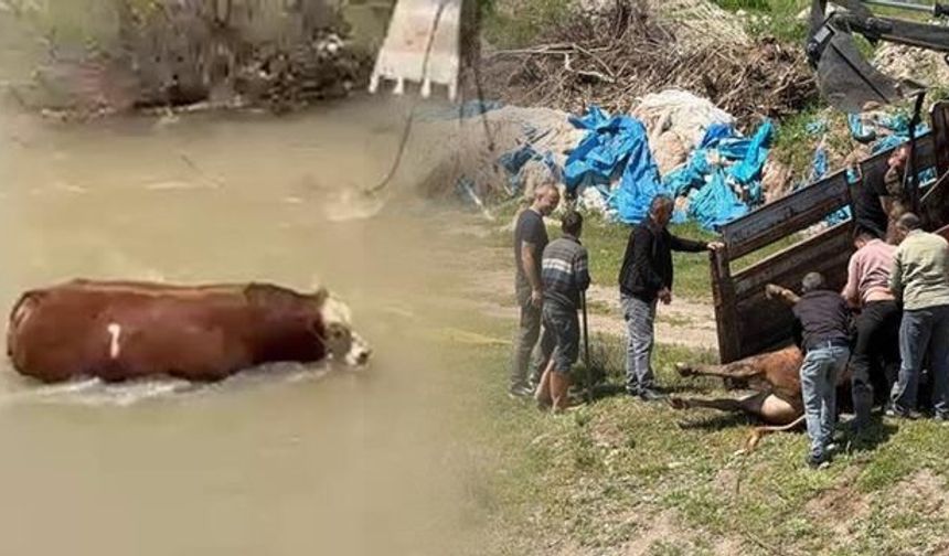 Sivas'ta Kesim Günü Öncesi Kaçan Kurbanlık Tosun Yakalandı