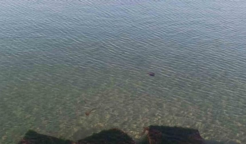 Tekirdağ Sahilinde Zehirli Kahverengi Deniz Analari Görüldü