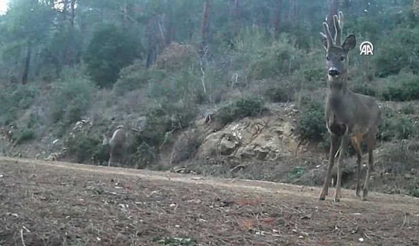 Tekirdağ'da İki Karaca Fotokapanla Kaydedildi