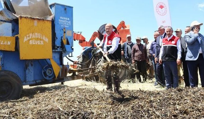 Adıyaman'da Firik Bulgurunun Geleneksel Hasadı Başladı