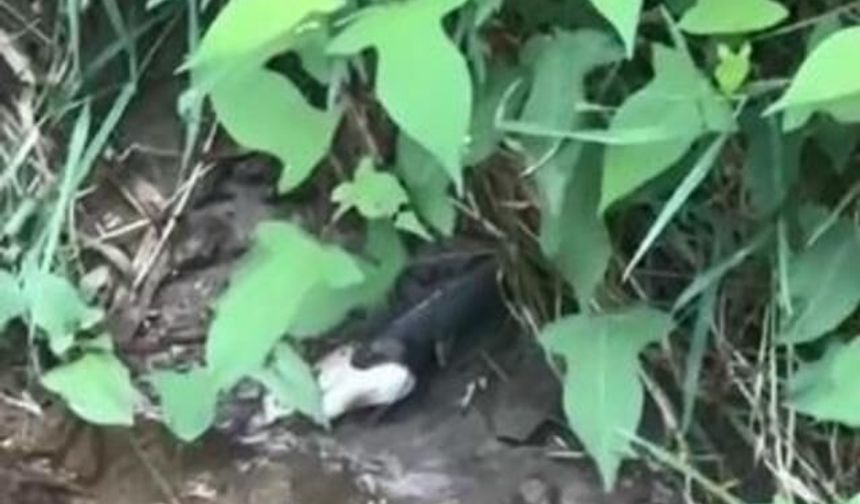 Artvin'de Yılanın Balık Avı Anları Kamerada