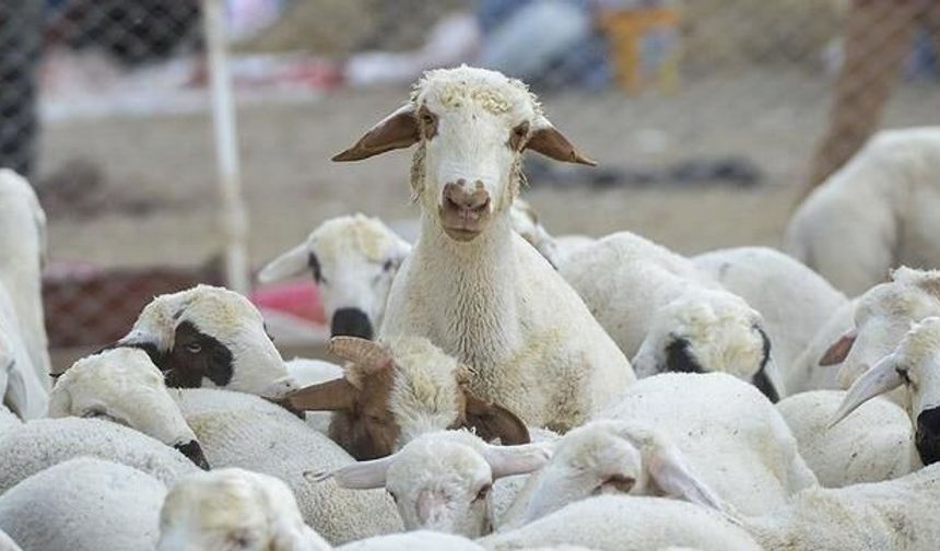 Bilecik'te Kayıp 9 Küçükbaş Hayvan Dronla Bulundu