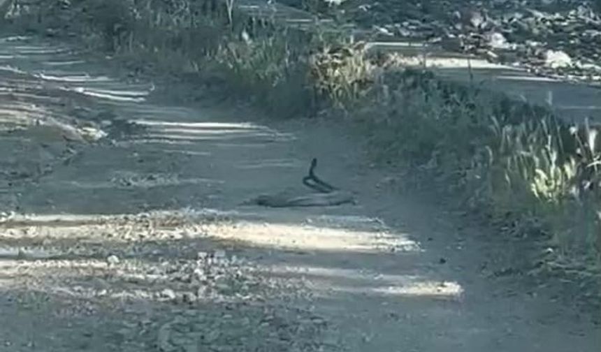 Bingöl Ilıcalar'da İki Yılanın Nadir Çiftleşme Anları Kamerada